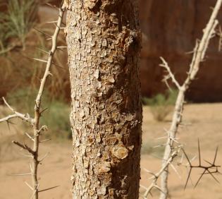 Vachellia gerrardi bark
