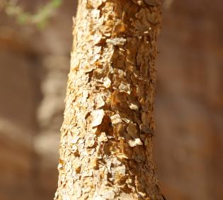 Vachellia gerrardi bark