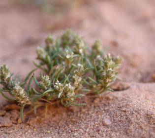 Plantago maris-mortui flowers