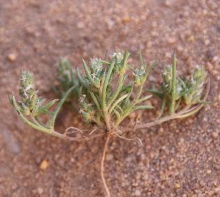 Whole plant