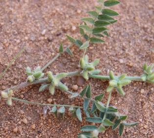Astragalus tribuloides fruits