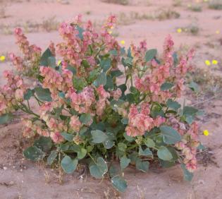 Whole plant