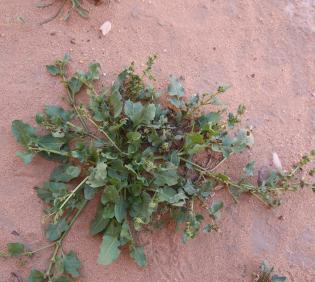 Whole plant