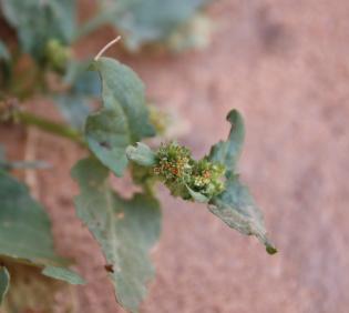Rumex spinosus flowers