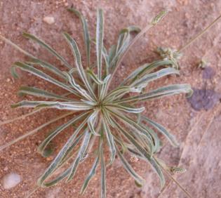 Plantago albicans leaves