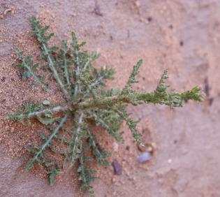 Launaea mucronata leaves