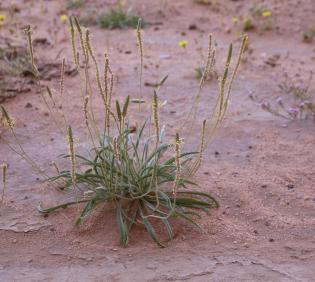 Whole plant