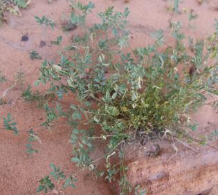 Whole plant