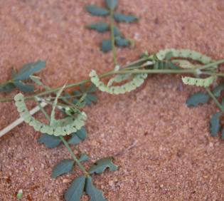 Hippocrepis constricta fruits