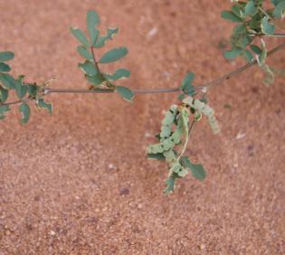 Hippocrepis constricta fruits
