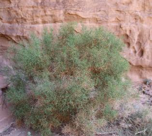 Whole plant