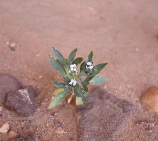 Whole plant with flowers