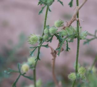Malva ludwigii fruit