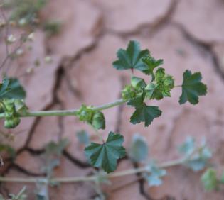 Malva parviflora fruit