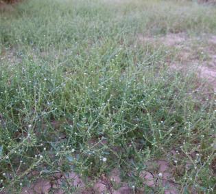 Whole plant