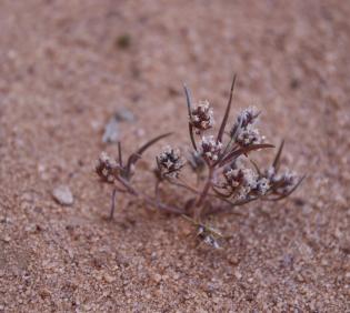 Plantago maris-mortui fruits