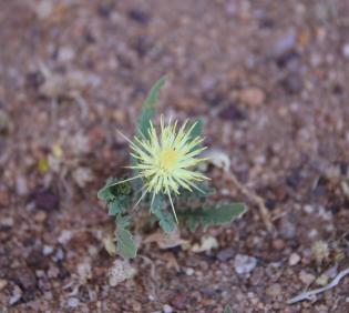 Whole plant