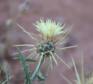 Centaurea pseudosinaica flowers
