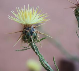 Centaurea pseudosinaica flower