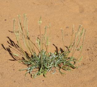Whole plant
