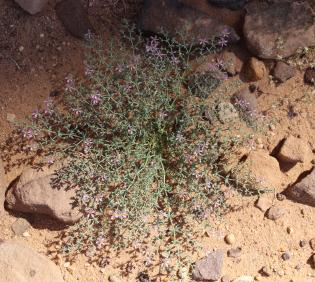 Whole plant
