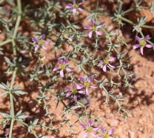 Zygophyllum bruguieri flowers