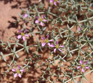 Zygophyllum bruguieri flowers