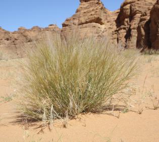 Whole plant