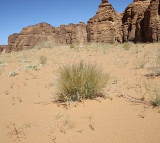 Stipagrostis plumosa on a sandy plain