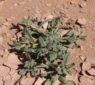 Whole plant
