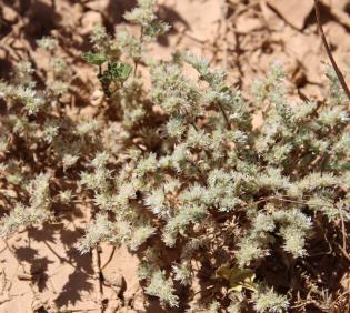 Whole plant