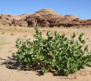Whole plant
