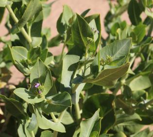 Schouwia purpurea leaves