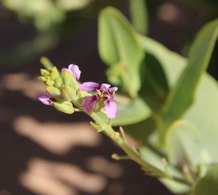 Schouwia purpurea flowers