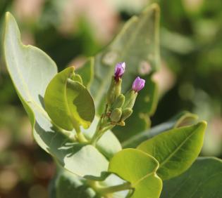 Schouwia purpurea flowers