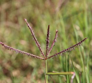 Cynodon dactylon flowers