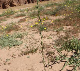 Whole plant