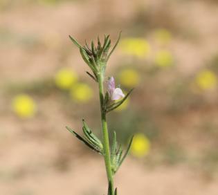 Misopates orontium flower and fruits