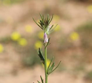 Misopates orontium flower