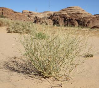 Whole plant