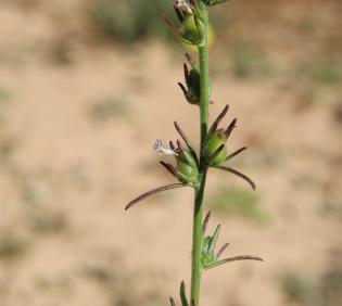 Misopates orontium fruits