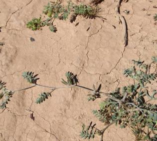 Whole plant