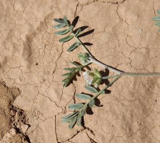 Astragalus schimperi leaves