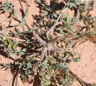 Astragalus schimperi fruits