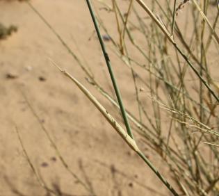 Panicum turgidum leaf