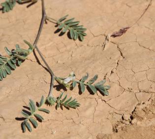 Astragalus schimperi flower