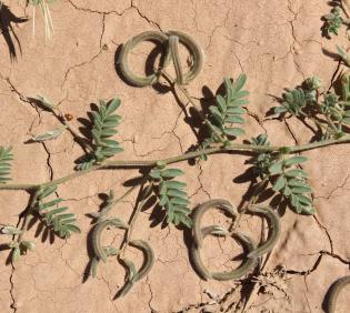 Astragalus eremophilus leaves and fruits