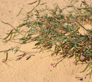 Tephrosia purpurea subsp. apollinea fruits