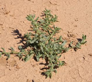 Whole plant