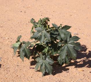 Whole plant